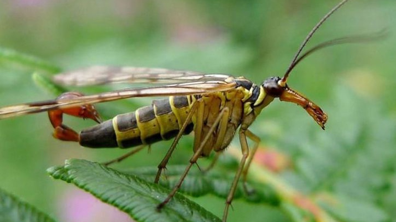 alacranes voladores existen