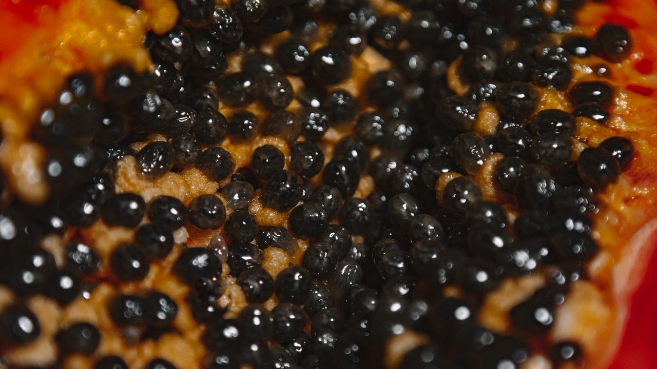 uso de las Semillas de papaya