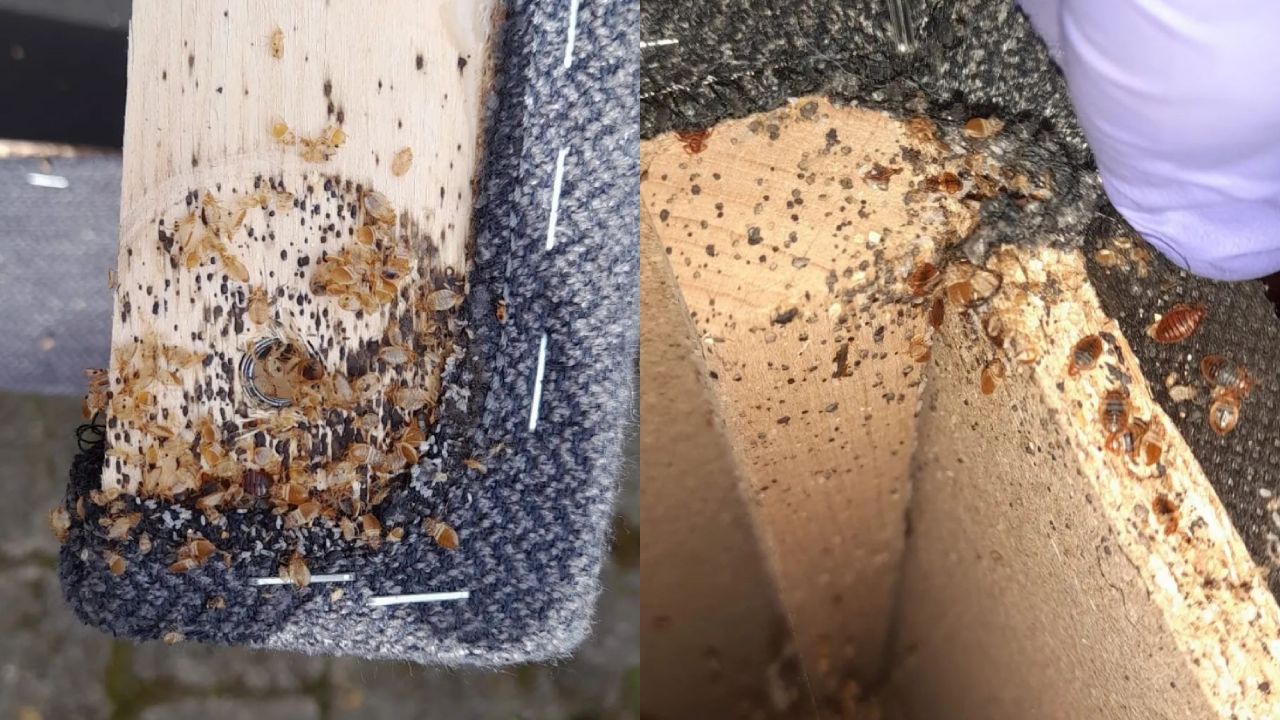 eliminar un nido de chinches