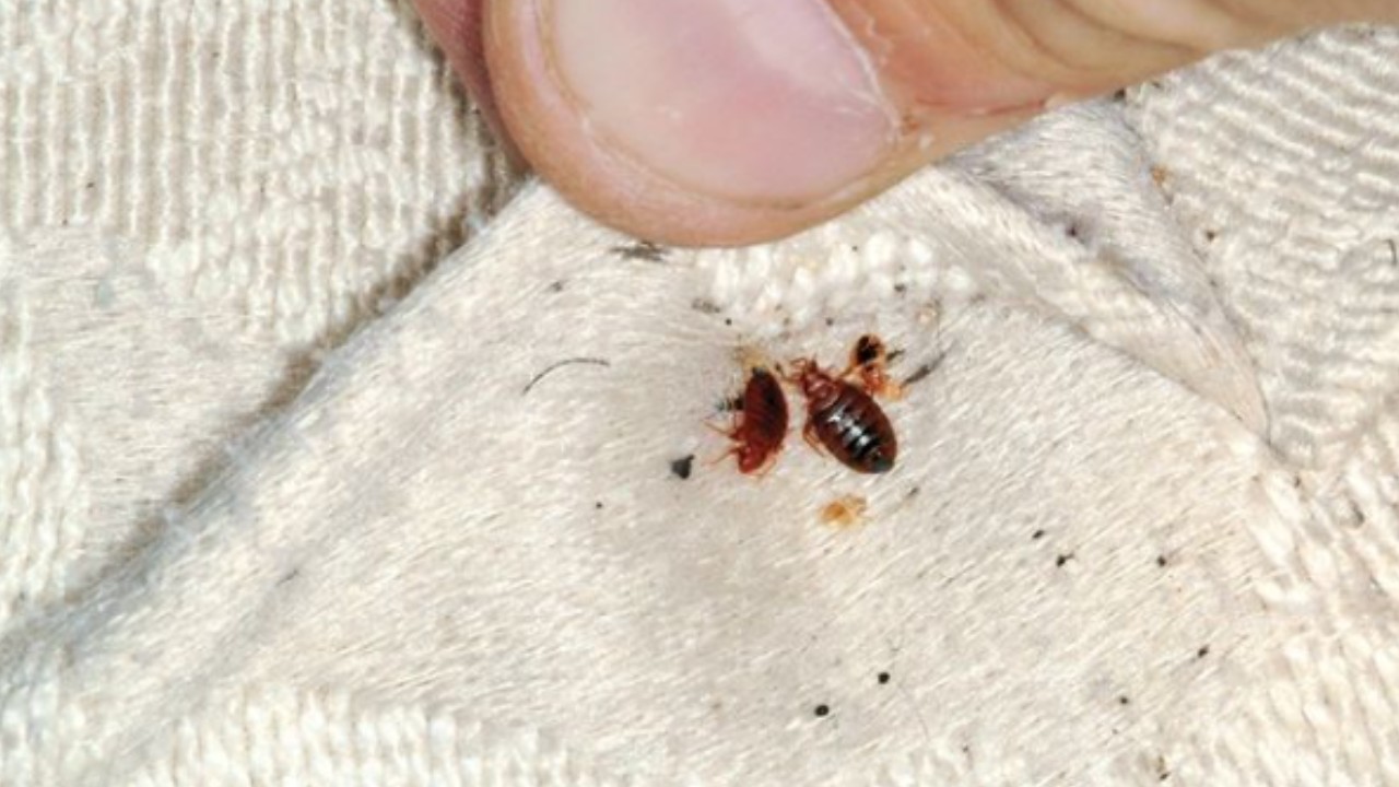 eliminar un nido de chinches