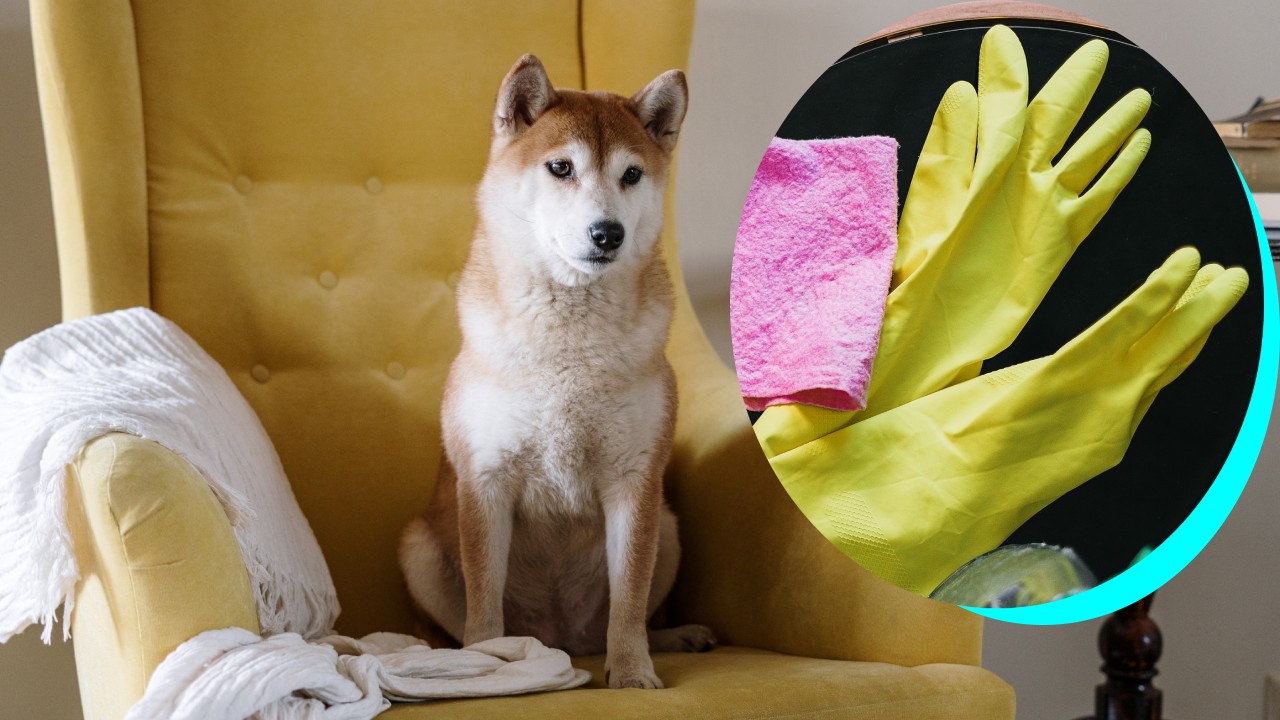 guante de látex para quitar pelos de mascota