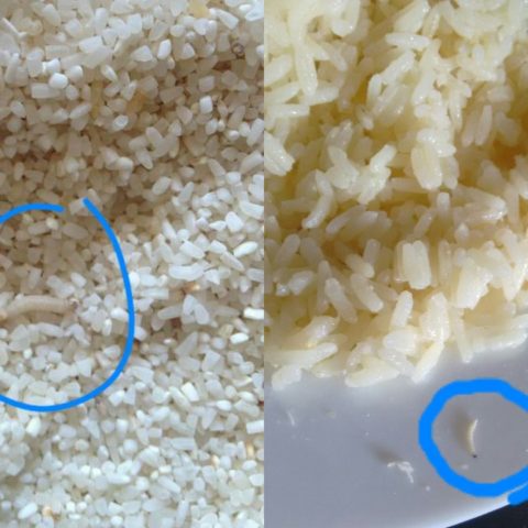 gusanos de arroz cómo eliminarlos
