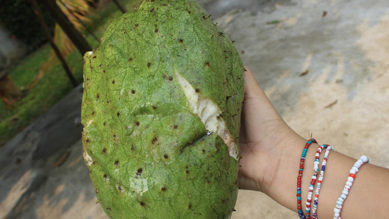 insecticida con semillas de guanábana