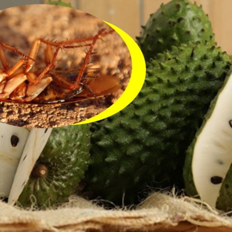 insecticida con semillas de guanábana