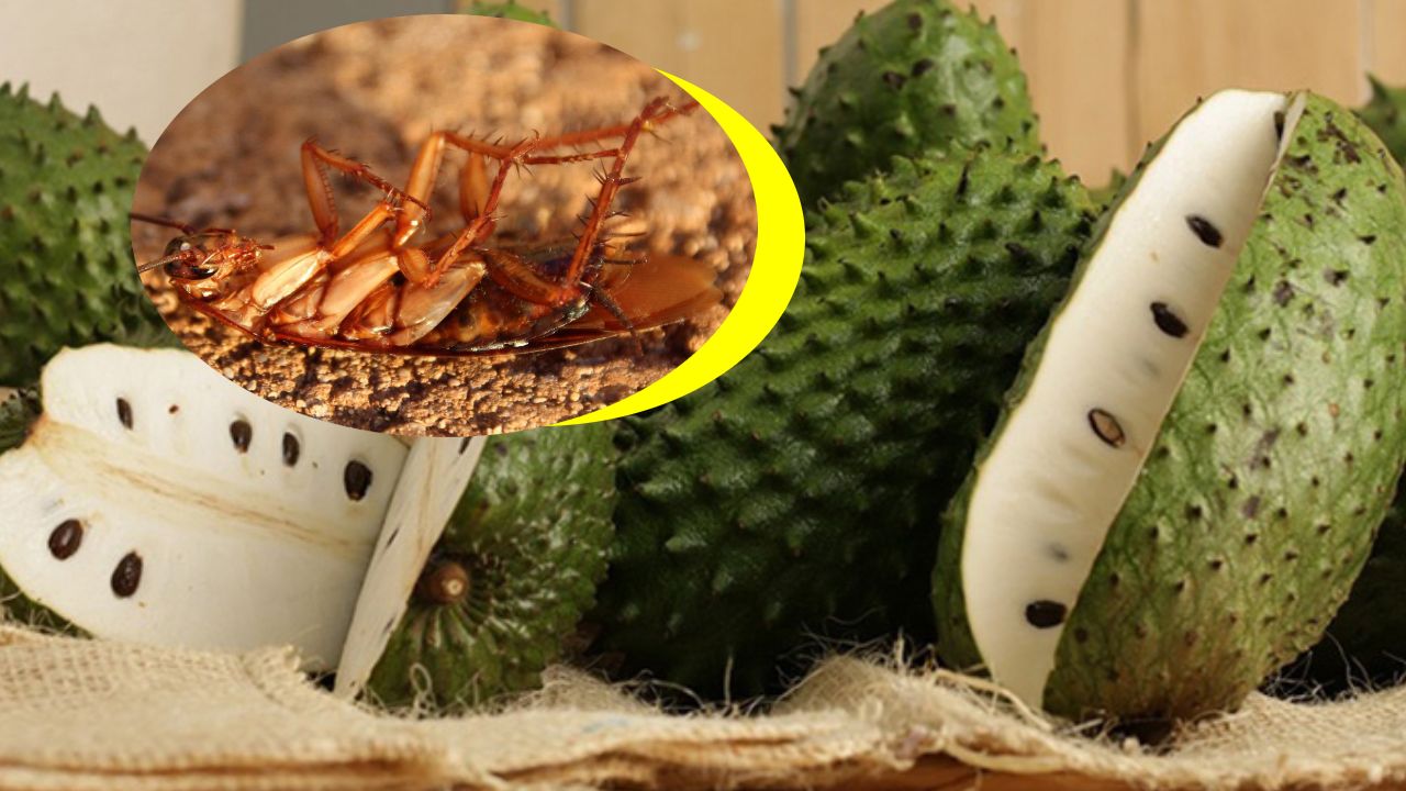 insecticida con semillas de guanábana