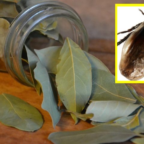 laurel para ahuyentar cucarachas