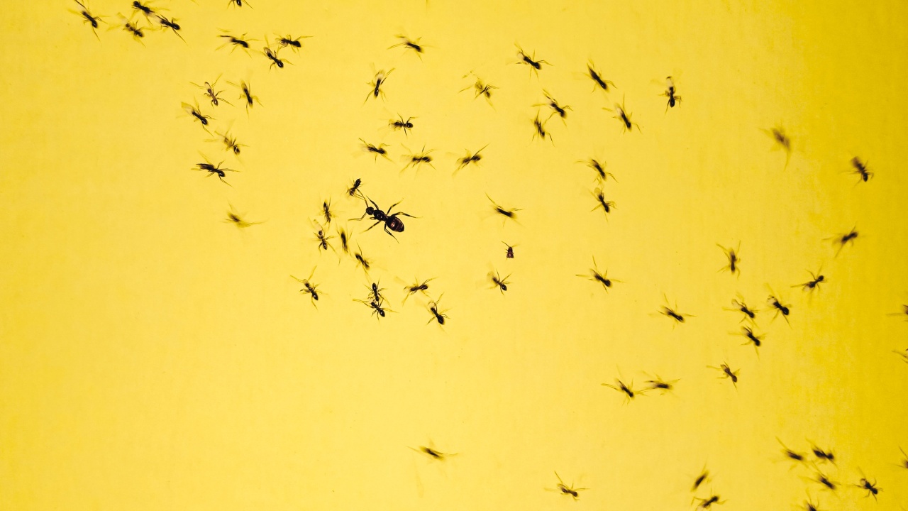 mezcla para eliminar arañas y hormigas