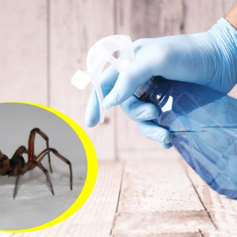 mezcla para eliminar arañas y hormigas