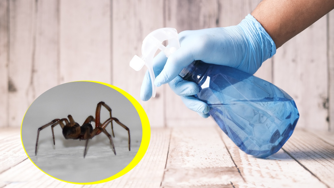 mezcla para eliminar arañas y hormigas