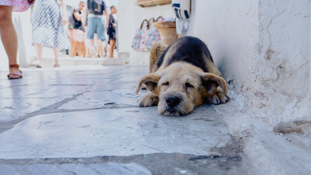 multa por abandonar perros en la CDMX