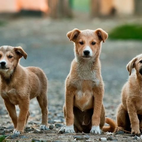 multa por abandonar perros en la CDMX