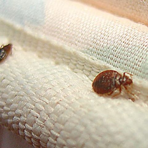 que significa tener chinches en la cama