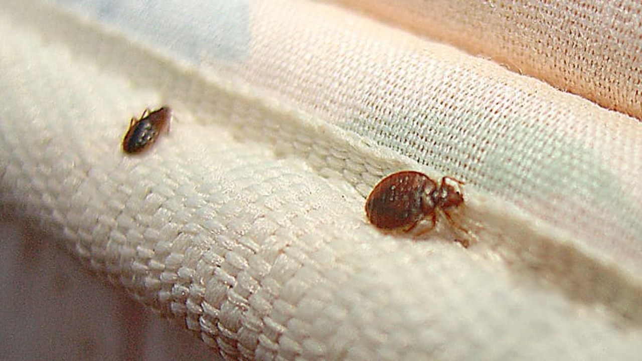 que significa tener chinches en la cama