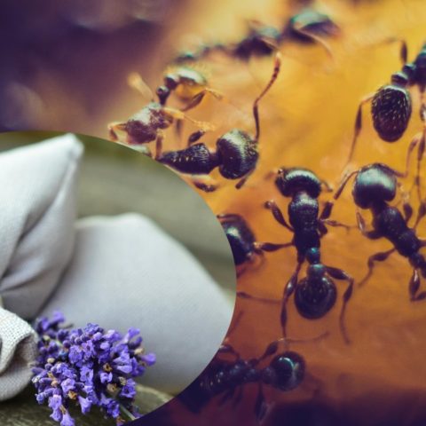 saquitos de olor para ahuyentar hormigas