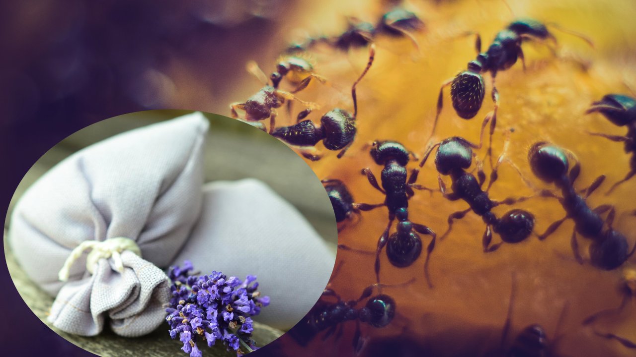 saquitos de olor para ahuyentar hormigas