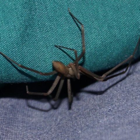 temporada de arañas violinistas