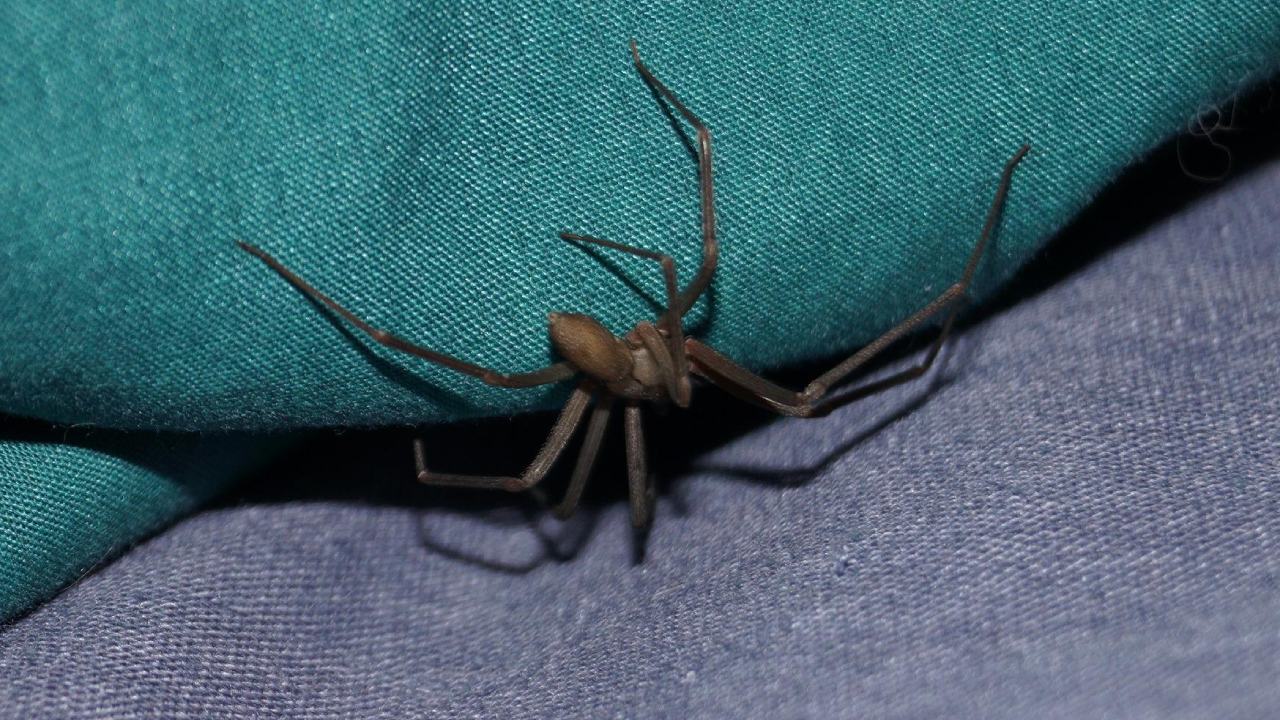 temporada de arañas violinistas