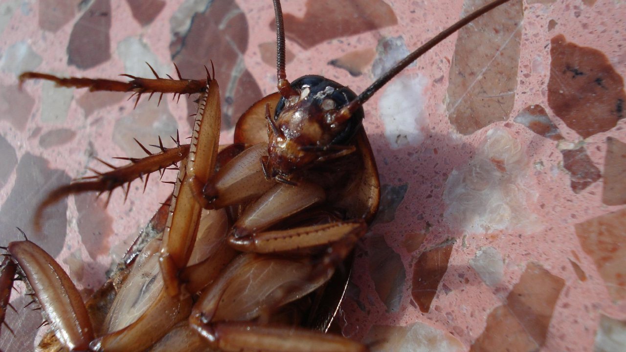 trampa con huevo para cucarachas