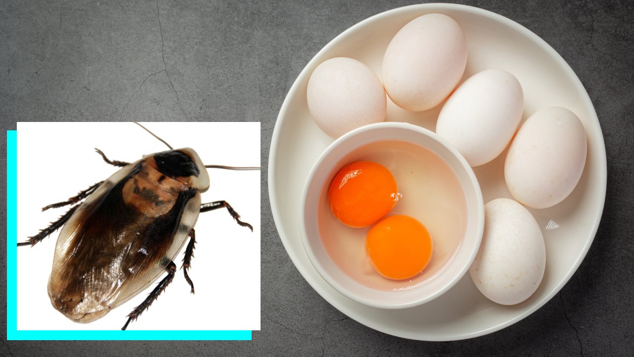 trampa con huevo para cucarachas