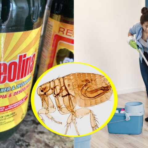 trapear con creolina para las chinches