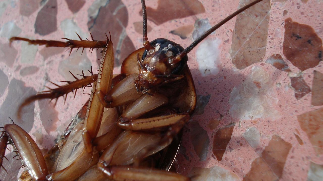 veneno para eliminar cucarachas