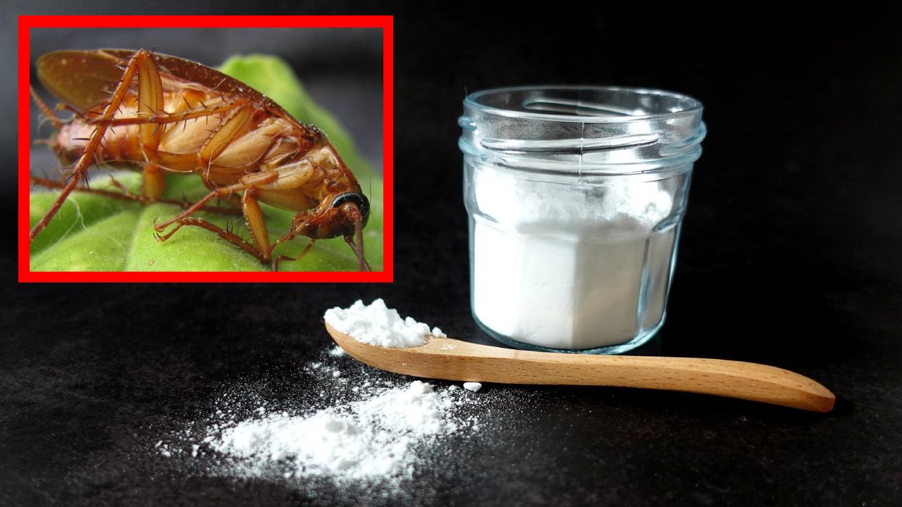 veneno para eliminar cucarachas