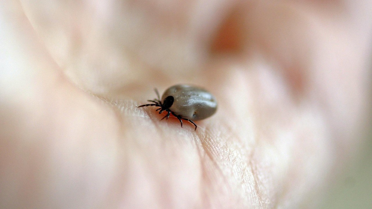 veneno para garrapatas con bicarbonato de sodio
