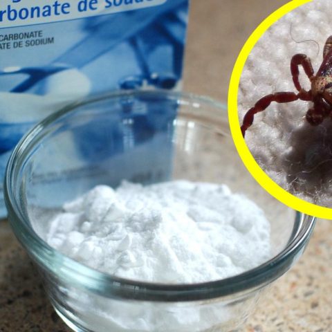 veneno para garrapatas con bicarbonato de sodio