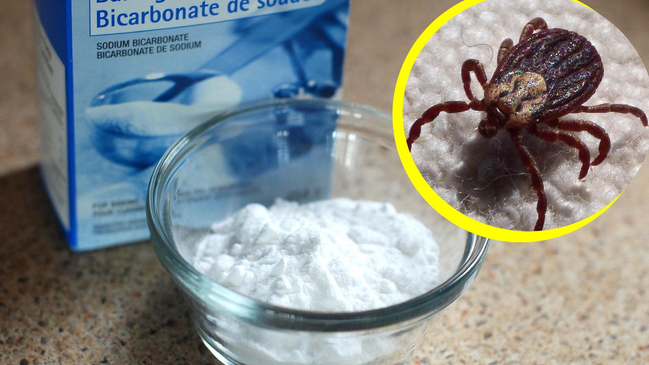 veneno para garrapatas con bicarbonato de sodio