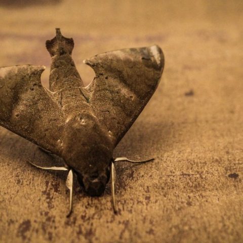 aparición de una mariposa negra en tu casa