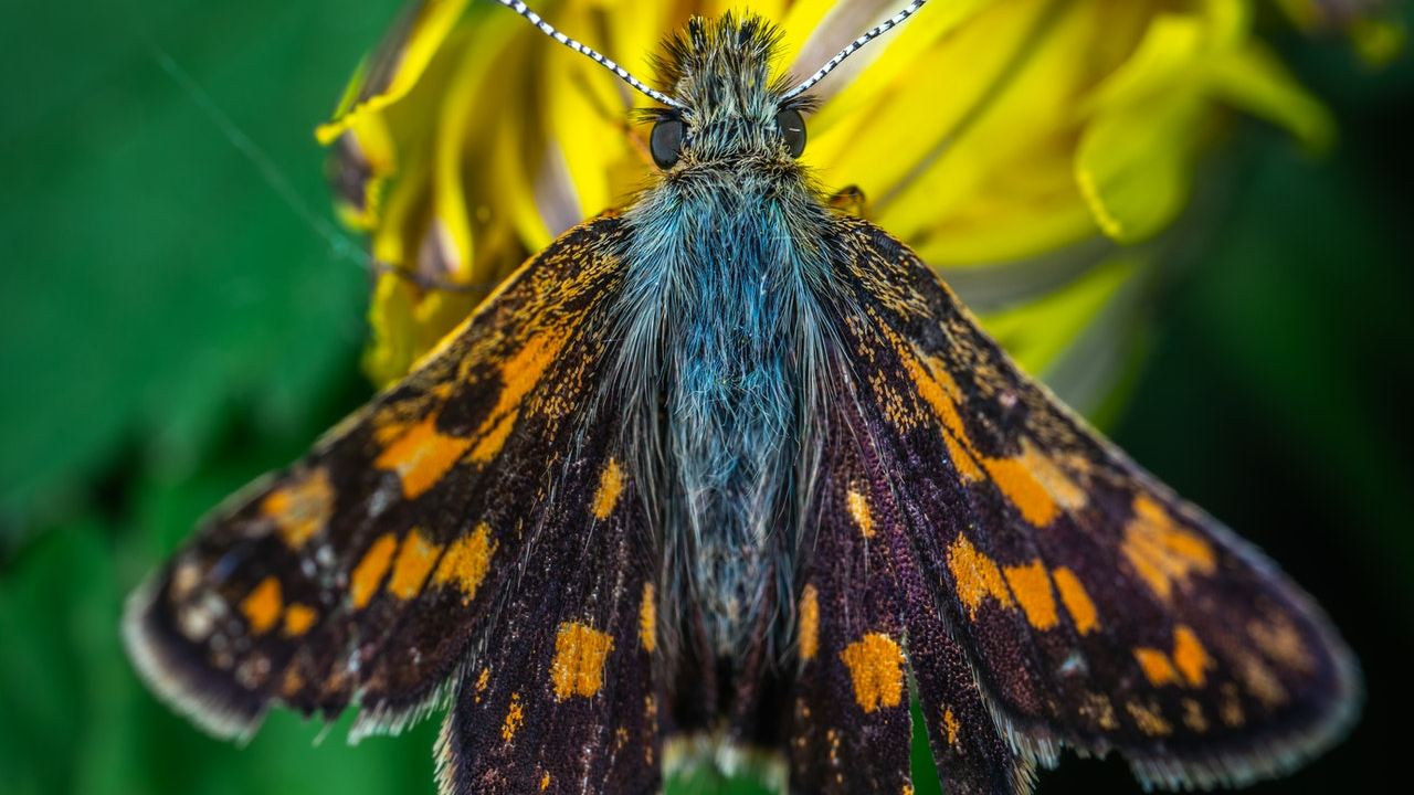 mariposa negra significado espiritual