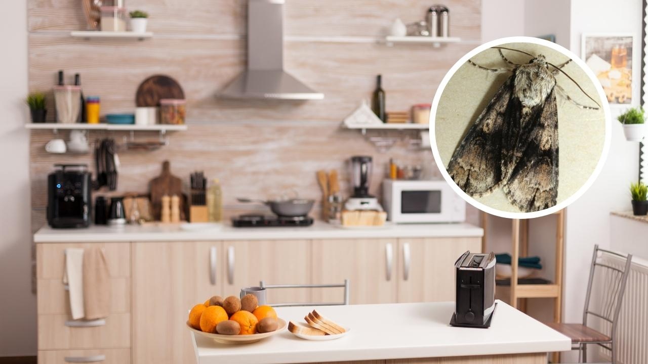 trucos para eliminar polillas