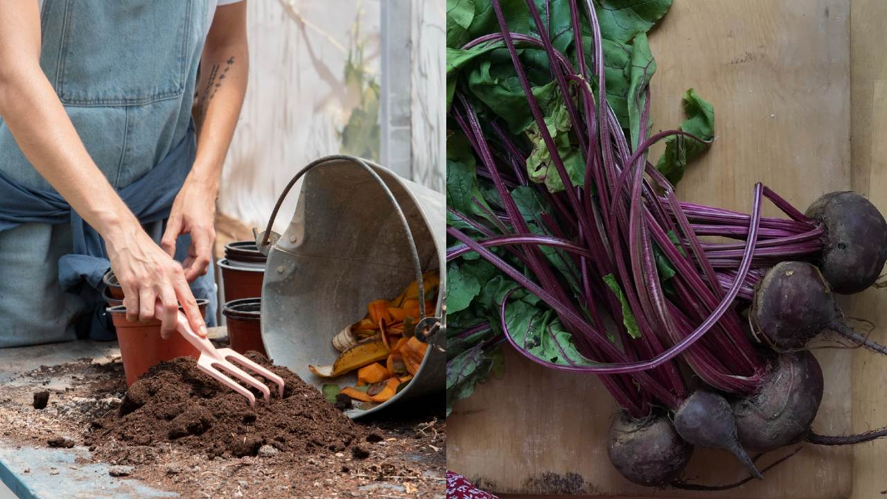 abono casero para tu jardín