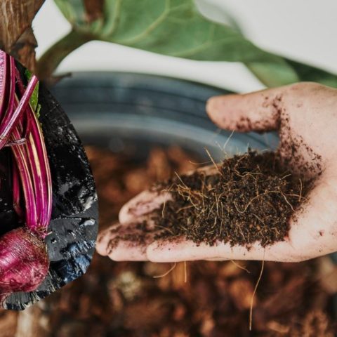 Abono casero con betabel