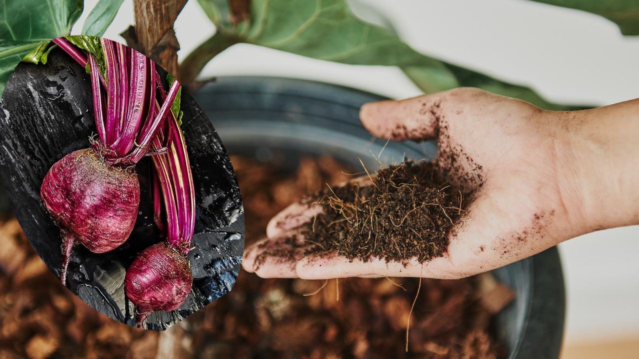 Abono casero con betabel