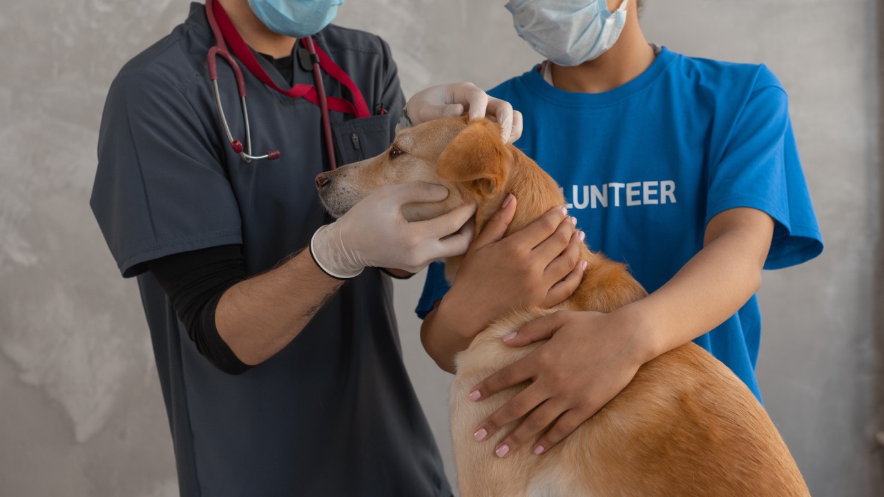 alivia heridas de tu perro con romero