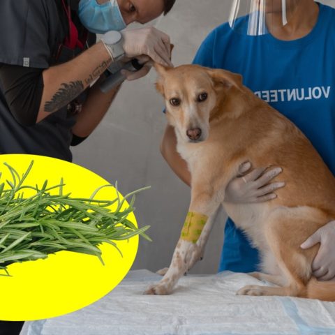 alivia heridas de tu perro con romero