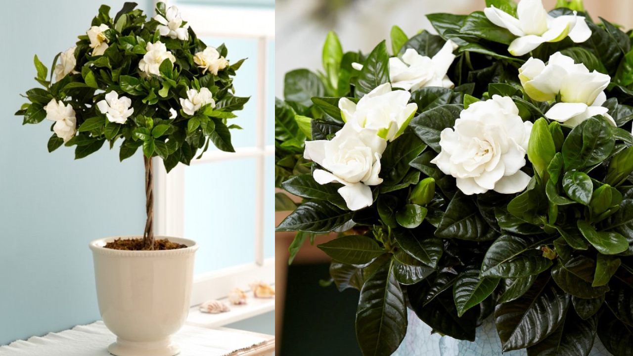 reproducir y cultivar la hermosa flor de gardenia 