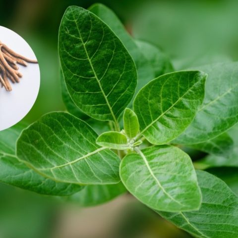 beneficios de ashwagandha