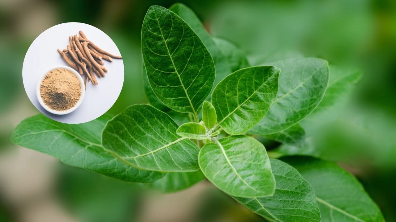 beneficios de ashwagandha
