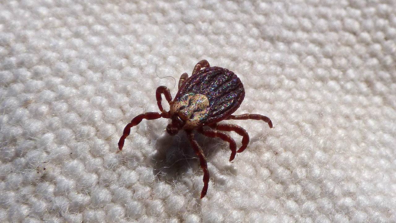 eliminar garrapatas con vinagre de manzana