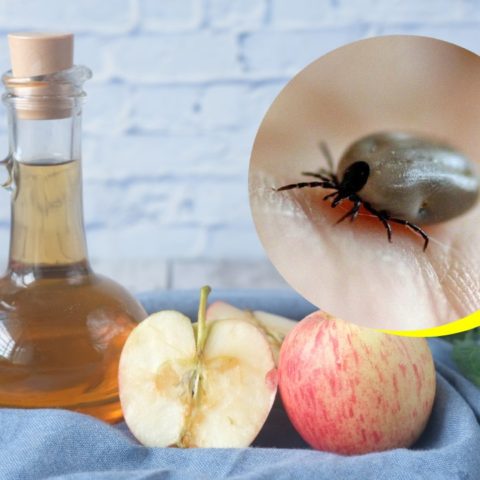 eliminar garrapatas con vinagre de manzana