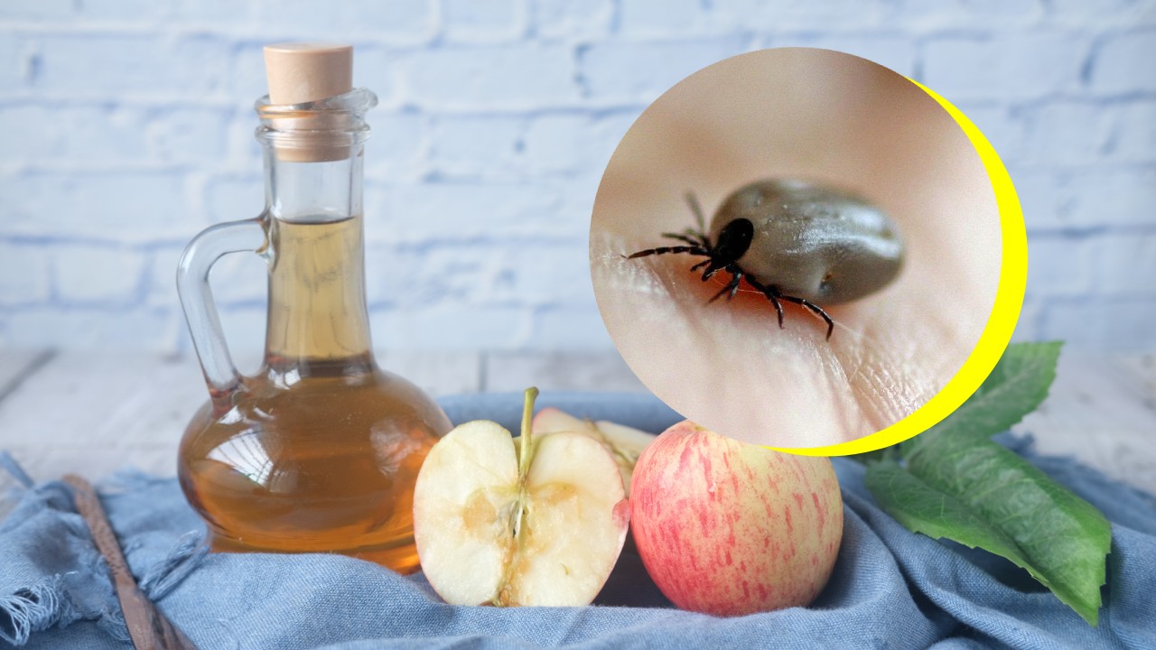 eliminar garrapatas con vinagre de manzana