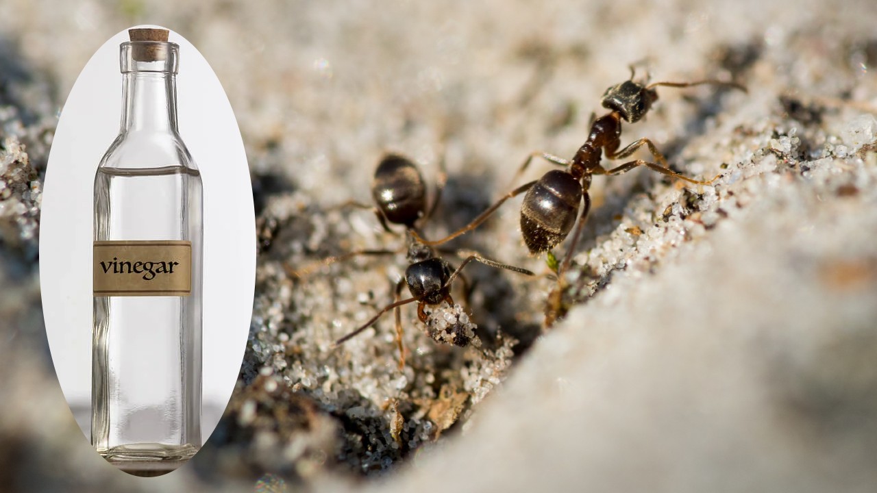 como eliminar los hormigueros del jardin