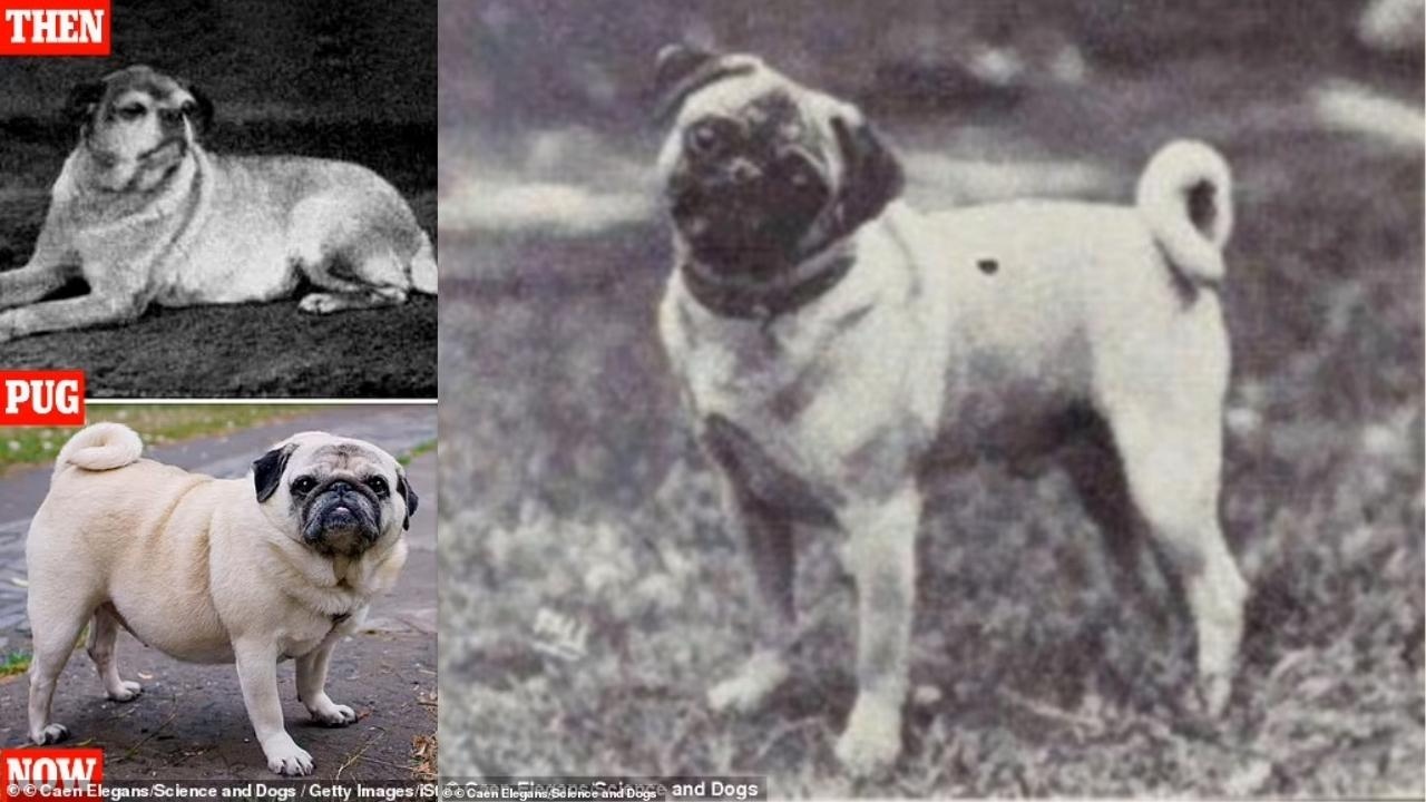 por que pugs son chatos