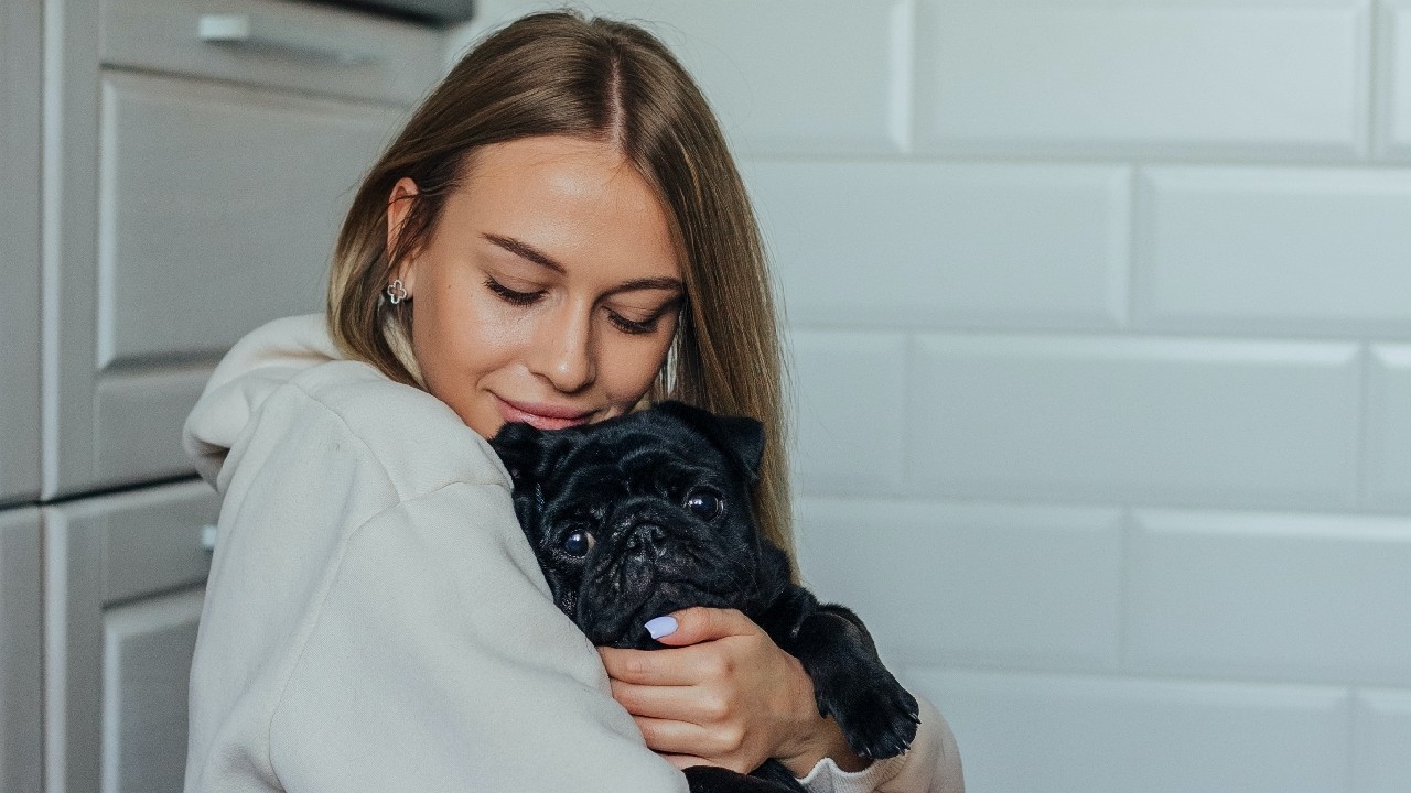 como son pugs originales