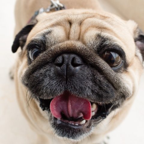 comoe ran pugs antes