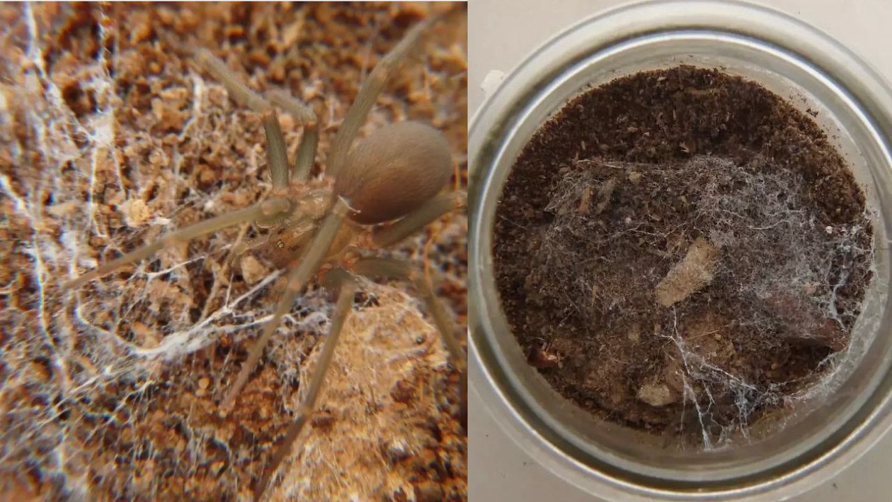 Cómo es el nido de la araña violinista