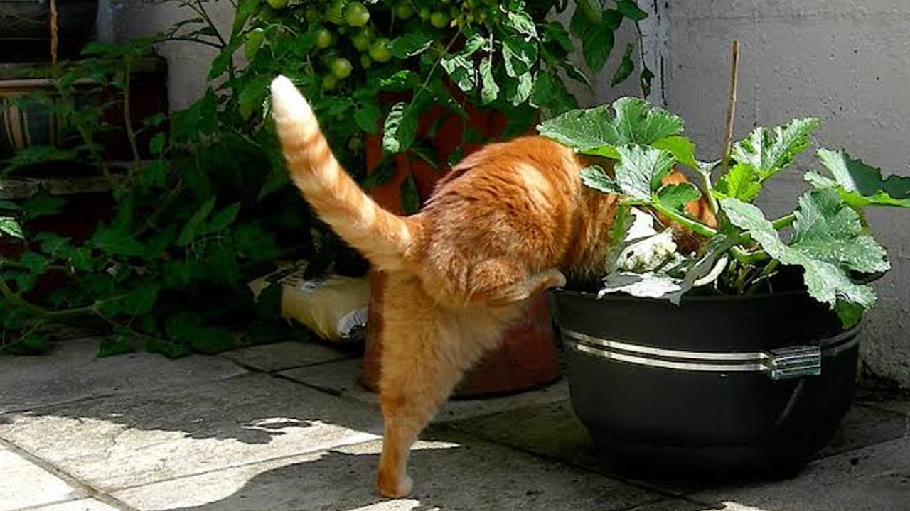 evitar que tus gatos destruyan tus plantas consejos
