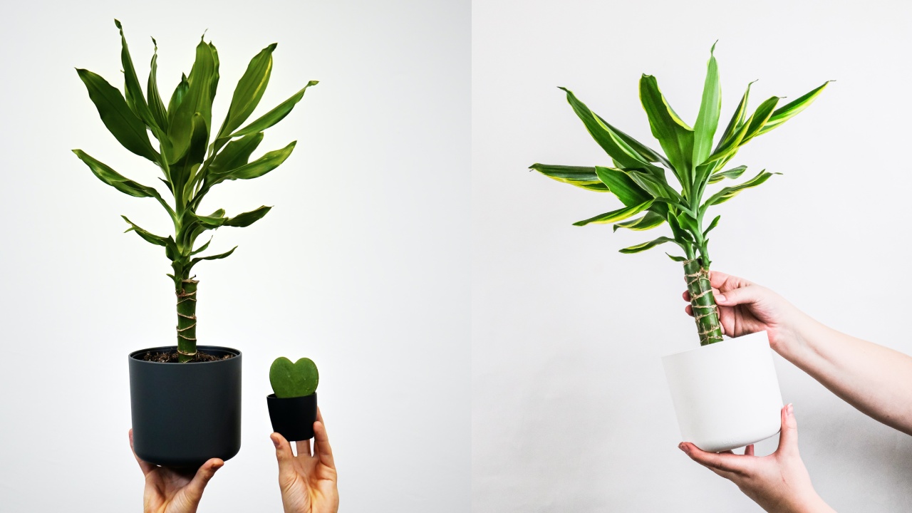 cómo hacer crecer un palo de Brasil